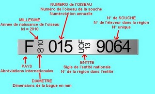 baguer un oiseau